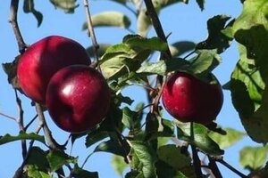 Malus d. 'Melrose' 6-8 Hoogstam wortelgoed - afbeelding 1