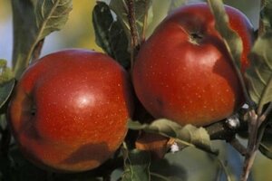 Malus d. 'Melrose' 6-8 Hoogstam wortelgoed - afbeelding 2