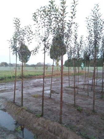 Malus d. 'Melrose' 6-8 Hoogstam wortelgoed - afbeelding 3