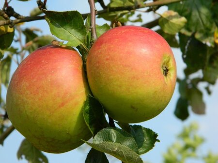 Malus d. 'Notarisappel' 6-8 Halfstam wortelgoed