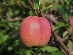 Malus d. 'Rode Boskoop' 10-12 Hoogstam wortelgoed - afbeelding 1