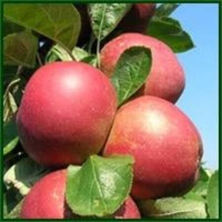 Malus d. 'Rode Boskoop' 10-12 Hoogstam wortelgoed - afbeelding 10