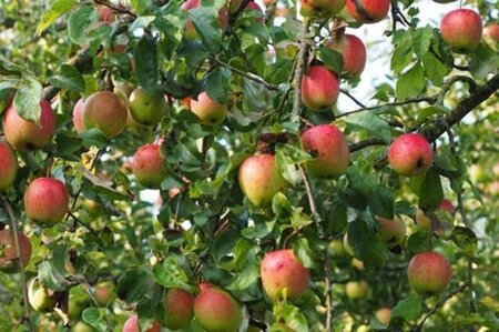 Malus d. 'Reinette de France' 8-10 HS BR - image 1