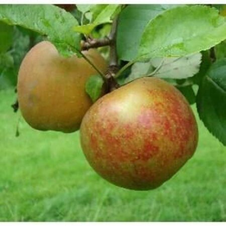 Malus d. 'Schone van Boskoop'=Goudreinette 8-10 Hoogstam wortelgoed - afbeelding 8