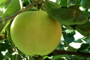 Malus d. 'Transparente Blanche' (vroeg)'=Weisser Klarapfel= oogst 6-8 Hoogstam wortelgoed - afbeelding 1