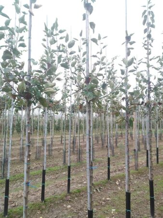 Malus d. 'Transparente Blanche' (vroeg)'=Weisser Klarapfel= oogst 6-8 Hoogstam wortelgoed - afbeelding 2