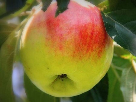 Malus d. Dubbele Bellefleur 2jr. A kwal. BR bushes