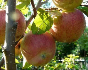 Malus d. 'Jonagored' 10-12 STA BR