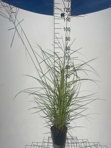 Miscanthus sin. 'Ferner Osten' geen maat specificatie cont. 2,0L - afbeelding 5