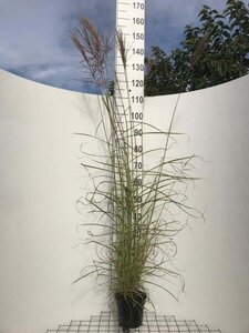 Miscanthus sin. 'Ferner Osten' geen maat specificatie cont. 2,0L - afbeelding 6