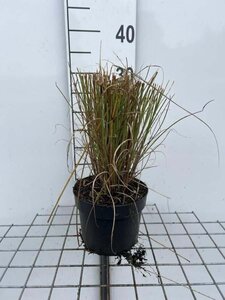 Miscanthus sin. 'Ferner Osten' geen maat specificatie cont. 2,0L - afbeelding 8