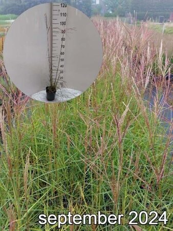 Miscanthus sin. 'Ferner Osten' geen maat specificatie cont. 2,0L - afbeelding 7