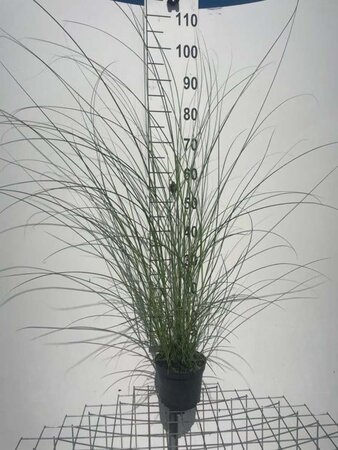 Miscanthus sin. 'Gracillimus' geen maat specificatie cont. 2,0L - afbeelding 5