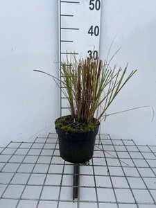 Miscanthus sin. 'Gracillimus' geen maat specificatie cont. 2,0L - afbeelding 7