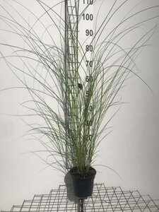 Miscanthus sin. 'Gracillimus' geen maat specificatie cont. 2,0L - afbeelding 6