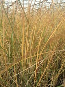 Miscanthus sin. 'Gracillimus' geen maat specificatie 0,55L/P9cm - afbeelding 7