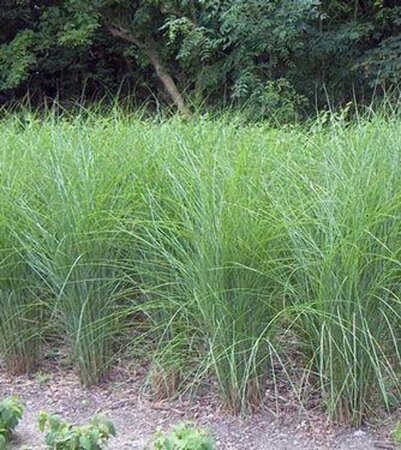 Miscanthus sin. 'Gracillimus' geen maat specificatie 0,55L/P9cm - afbeelding 9