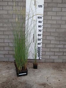 Miscanthus sin. 'Gracillimus' geen maat specificatie 0,55L/P9cm - image 5