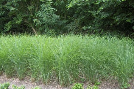 Miscanthus sin. 'Gracillimus' geen maat specificatie 0,55L/P9cm - image 2