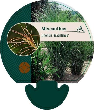 Miscanthus sin. 'Gracillimus' geen maat specificatie 0,55L/P9cm - image 8