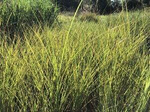 Miscanthus sin. 'Gracillimus' geen maat specificatie 0,55L/P9cm - image 4