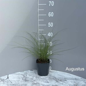 Miscanthus sin. 'Graziella' geen maat specificatie cont. 2,0L - afbeelding 2