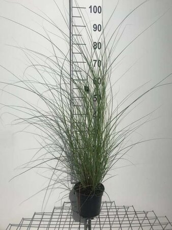 Miscanthus sin. 'Graziella' geen maat specificatie cont. 2,0L - afbeelding 4