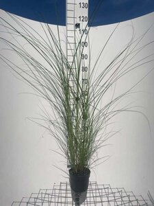 Miscanthus sin. 'Graziella' geen maat specificatie cont. 2,0L - afbeelding 3