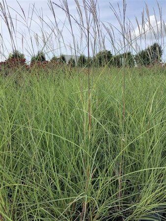 Miscanthus sin. 'Kleine Silbersp.' geen maat specificatie cont. 10L - image 1