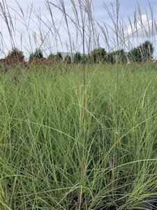 Miscanthus sin. 'Kleine Silbersp.' geen maat specificatie cont. 10L - image 1