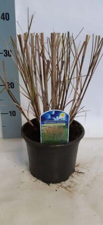 Miscanthus sin. 'Kleine Silbersp.' geen maat specificatie cont. 2,0L - image 6