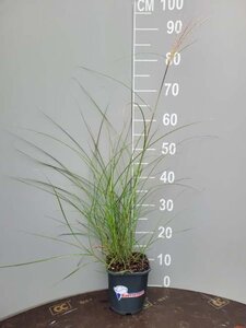 Miscanthus sin. 'Kleine Silbersp.' geen maat specificatie cont. 2,0L - image 5