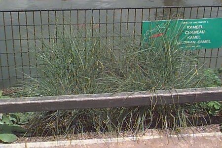 Miscanthus sin. 'Kleine Silbersp.' geen maat specificatie cont. 3,0L - image 5