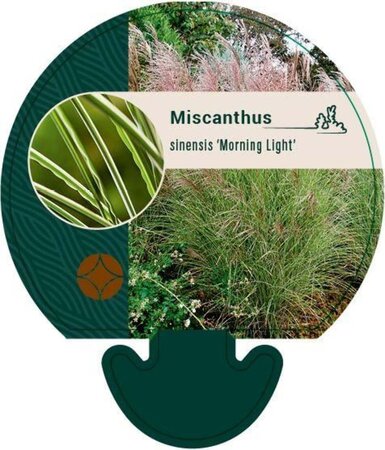 Miscanthus sin. 'Morning Light' geen maat specificatie 0,55L/P9cm - image 5