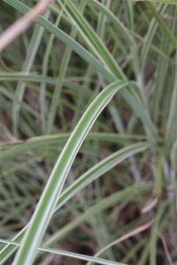 Miscanthus sin. 'Morning Light' geen maat specificatie 0,55L/P9cm - image 7