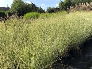 Miscanthus sin. 'Morning Light' geen maat specificatie 0,55L/P9cm - image 3