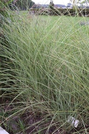 Miscanthus sin. 'Morning Light' geen maat specificatie 0,55L/P9cm - image 8