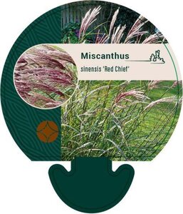 Miscanthus sin. 'Red Chief' geen maat specificatie 0,55L/P9cm - image 4