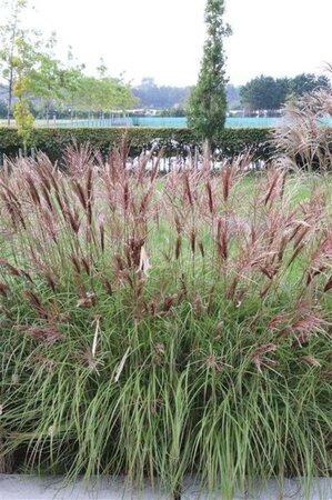 Miscanthus sin. 'Red Chief' geen maat specificatie 0,55L/P9cm - image 1