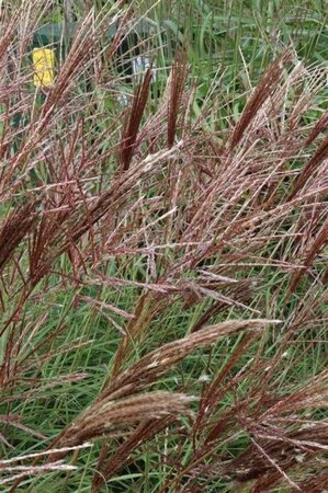 Miscanthus sin. 'Red Chief' geen maat specificatie 0,55L/P9cm - image 2