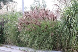 Miscanthus sin. 'Red Chief' geen maat specificatie 0,55L/P9cm - image 3