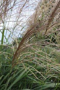 Miscanthus sin. 'Silberfeder' geen maat specificatie 0,55L/P9cm - afbeelding 4