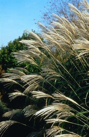 Miscanthus sin. 'Silberfeder' geen maat specificatie 0,55L/P9cm - afbeelding 5