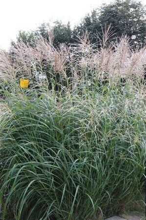 Miscanthus sin. 'Silberfeder' geen maat specificatie 0,55L/P9cm - afbeelding 7