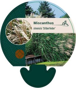 Miscanthus sin. 'Silberfeder' geen maat specificatie 0,55L/P9cm - image 3