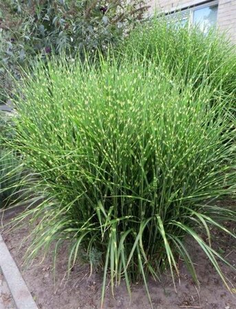 Miscanthus sin. 'Strictus' geen maat specificatie 0,55L/P9cm - image 5