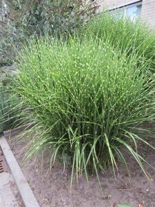 Miscanthus sin. 'Strictus' geen maat specificatie 0,55L/P9cm - image 6