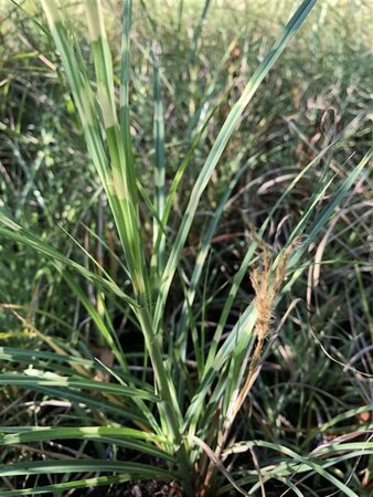 Miscanthus sin. 'Strictus' geen maat specificatie 0,55L/P9cm - image 1