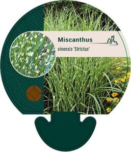 Miscanthus sin. 'Strictus' geen maat specificatie 0,55L/P9cm - image 4