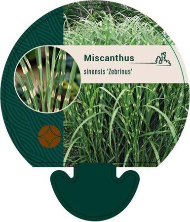 Miscanthus sin. 'Zebrinus' geen maat specificatie 0,55L/P9cm - image 3